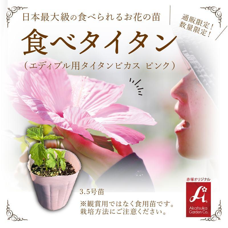 数量限定 日本最大級の食べられる花の苗 食べタイタン エディブル用タイタンビカス ピンク 3 5号苗 D01 赤塚植物園ヤフー店 通販 Yahoo ショッピング