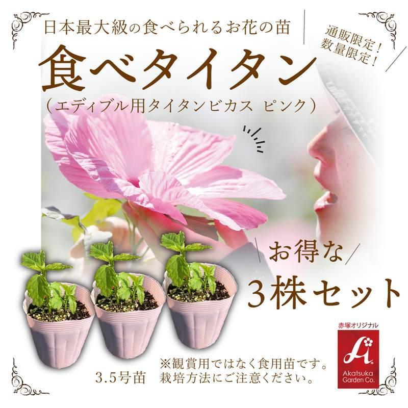 数量限定 日本最大級の食べられる花の苗 食べタイタン エディブル用タイタンビカス 3 5号苗 3株セット D01 赤塚植物園ヤフー店 通販 Yahoo ショッピング