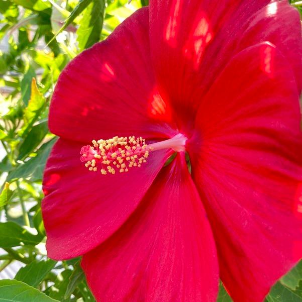 タイタンビカスキッズ 3.5号 ピーターパン （キッズタイプ）｜草花01