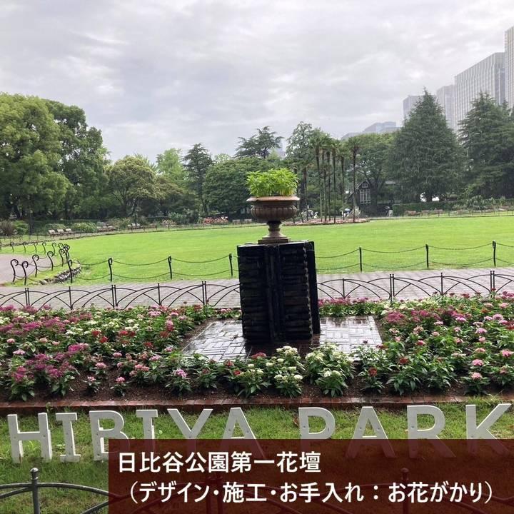 タイタンビカスキッズ 3.5号 ウェンディ （キッズタイプ）｜草花01-D1
