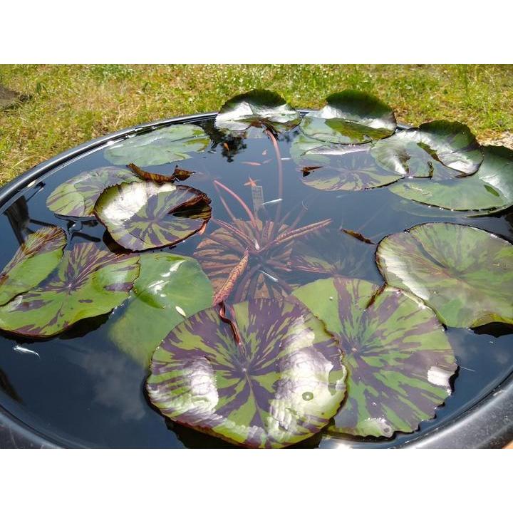 軽くて丈夫なスイレン鉢 直径38cmの小サイズ（黒）メダカにも