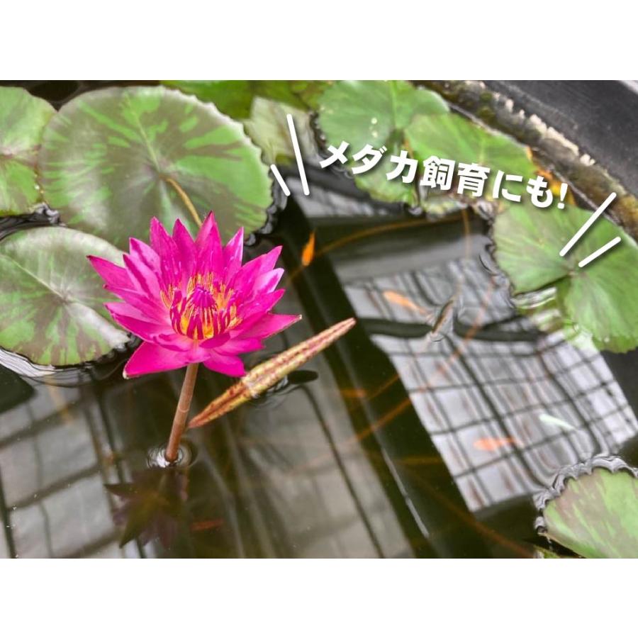 軽くて丈夫なスイレン鉢 直径38cmの小サイズ（黒）メダカにも