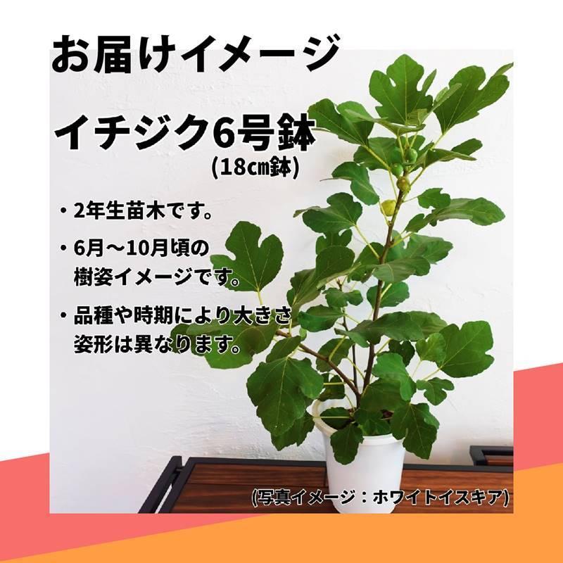 65周年記念P11倍】【予約】充実株 イシヅキ農園さん イチジク ロング
