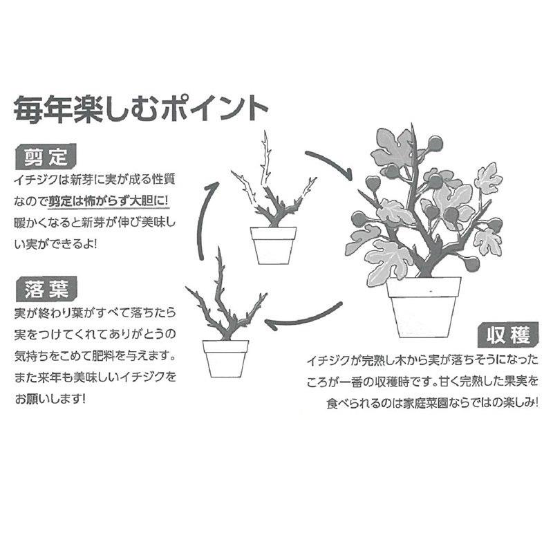 65周年記念P11倍】【予約】充実株 イシヅキ農園さん イチジク ロング