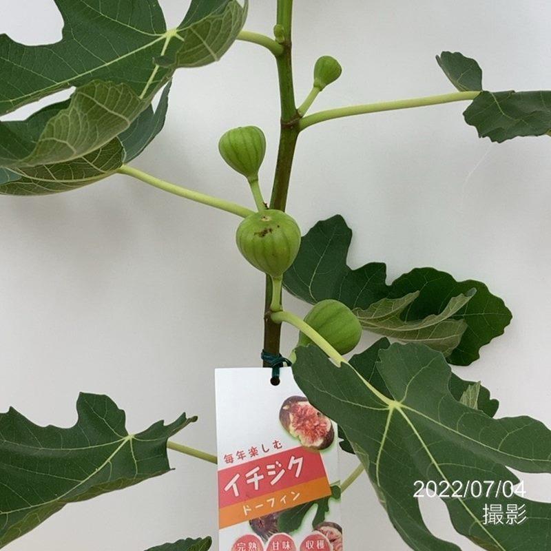 Off イチジク ドーフィン 6号 果樹 人気 実付き 22年7月中旬以降発送予定 T01 Aynaelda Com