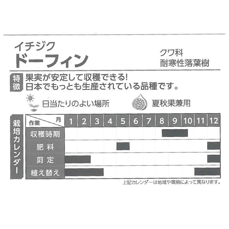 Off イチジク ドーフィン 6号 果樹 人気 実付き 22年7月中旬以降発送予定 T01 Aynaelda Com