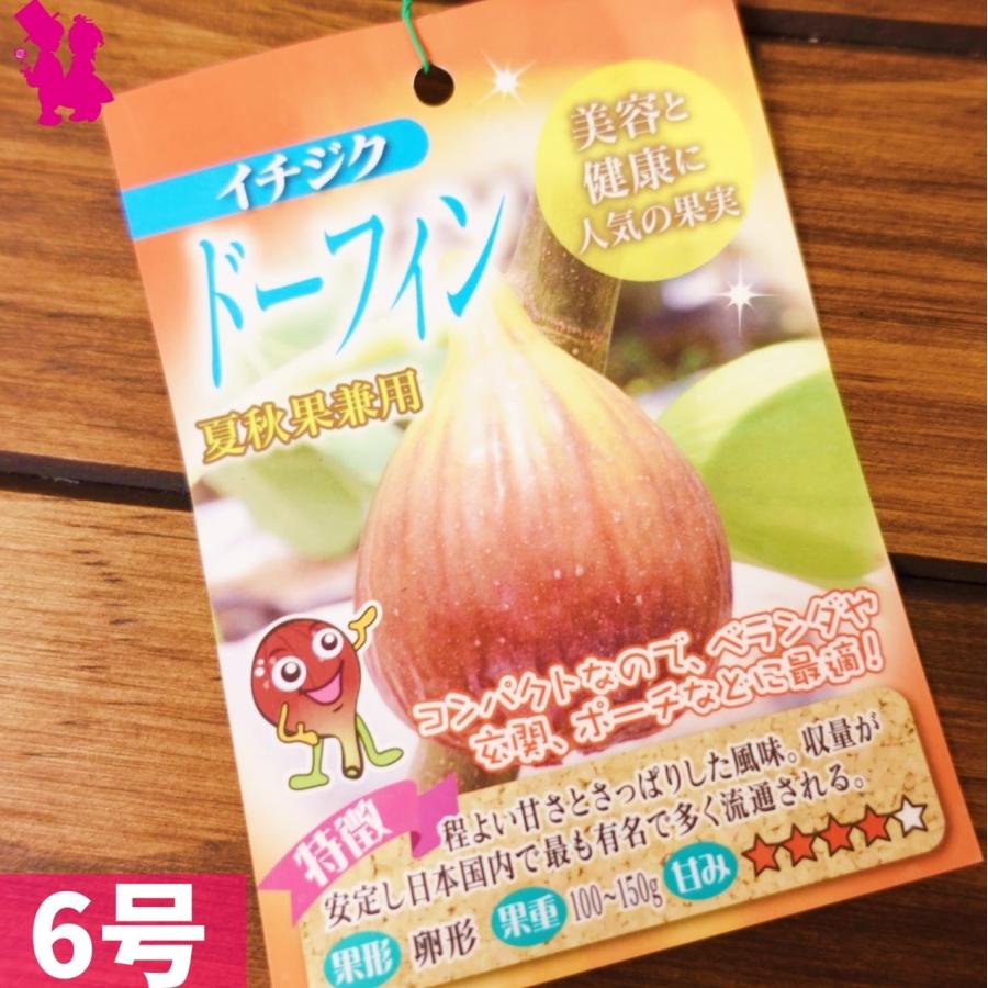 充実株 イシヅキ農園さん イチジク ドーフィン 6号 2年生苗
