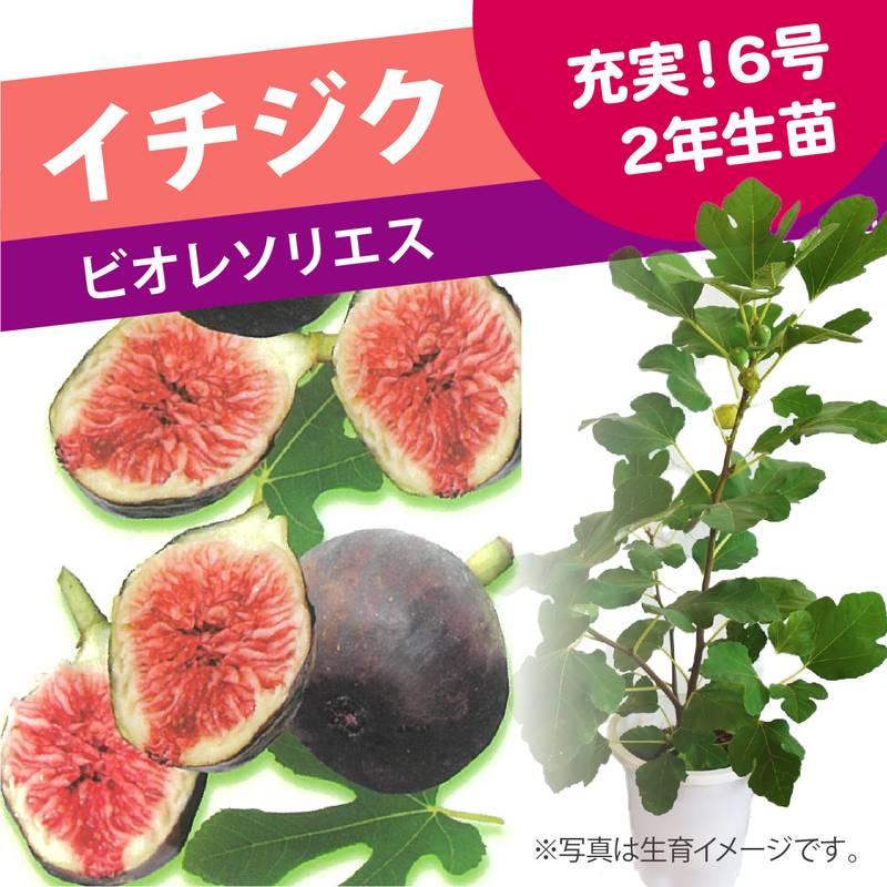 予約】充実株 イシヅキ農園さん イチジク ビオレソリエス 6号 2年生苗
