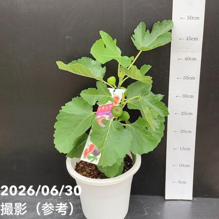 決算P10倍！8/2まで】充実株 イシヅキ農園さん イチジク