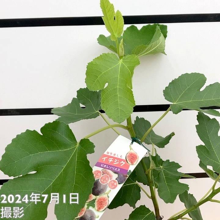 とうふ　ビオレソリエス２０鉢　　NO.2 とうふ ビオレソリエス20鉢 NO.2 イチジク】『ビオレ・ソリエス』6号