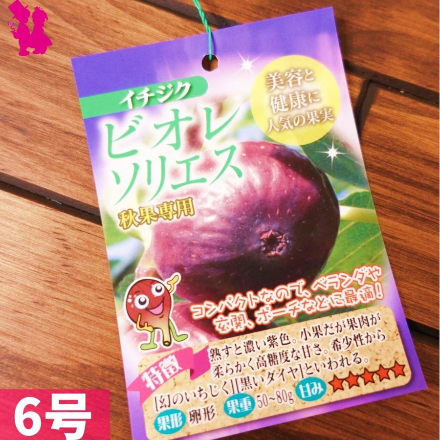 予約】充実株 イシヅキ農園さん イチジク ビオレソリエス 6号 2年生苗