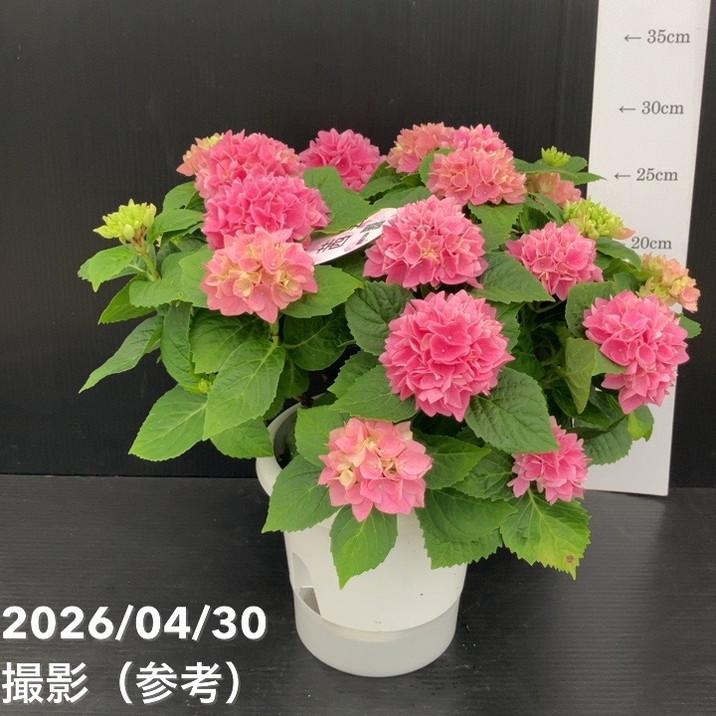 アジサイ 茜雲 5号｜鉢花10-TU : 赤塚植物園ヤフー店 - 通販 - Yahoo