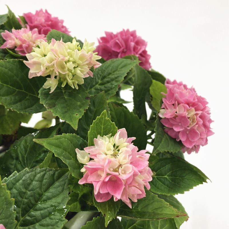 決算P10倍！8/2まで】アジサイ 茜雲 5号｜鉢花10-TU : 赤塚植物園