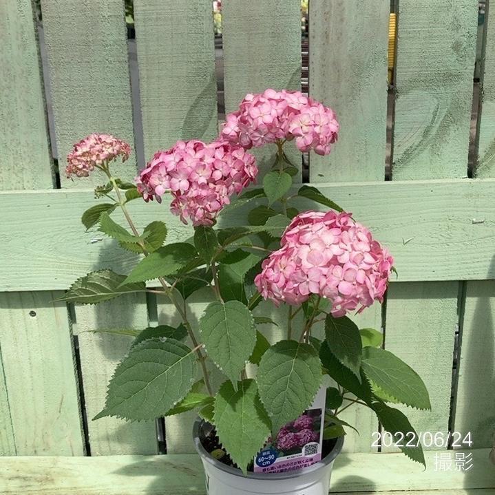 在庫処分大特価 ルビーのアナベル 5号 アナベル アメリカアジサイ あじさい 庭木 シュラブ Aynaelda Com