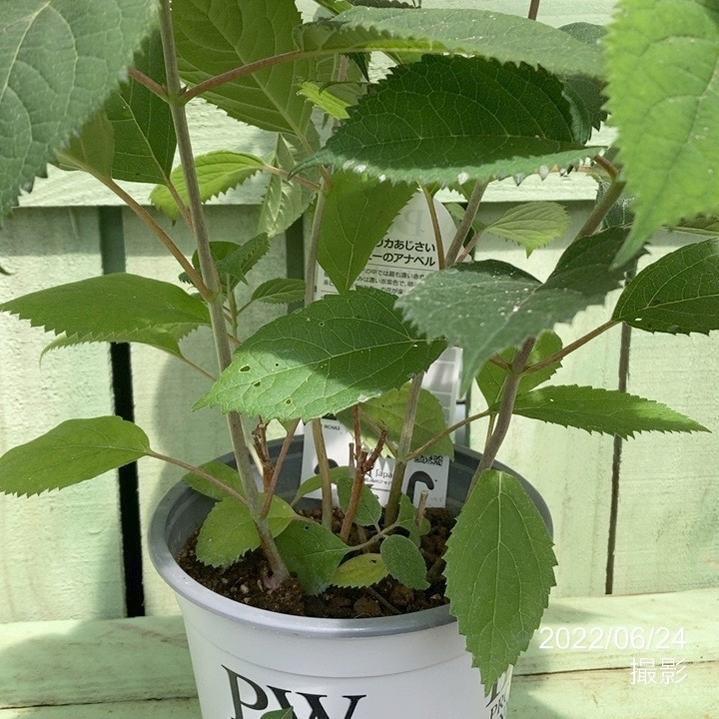 在庫処分大特価 ルビーのアナベル 5号 アナベル アメリカアジサイ あじさい 庭木 シュラブ Aynaelda Com