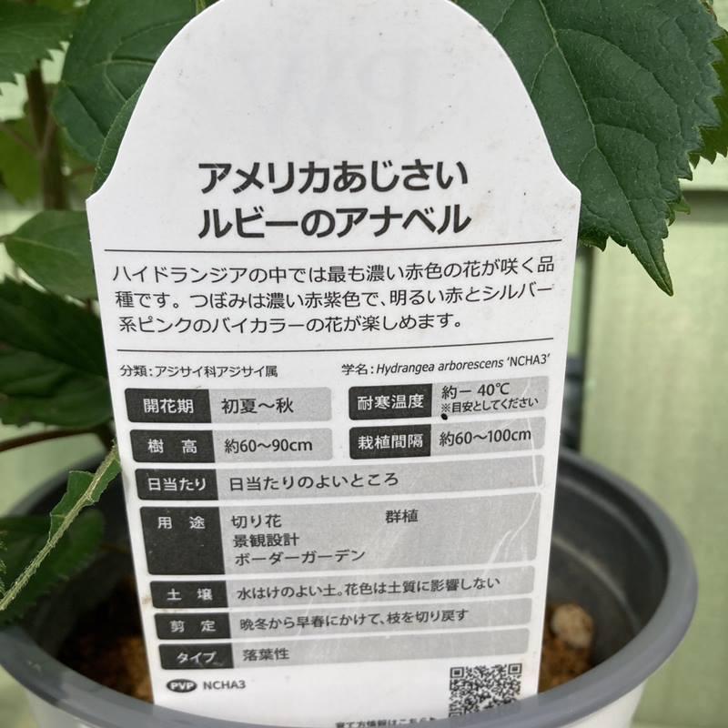 在庫処分大特価 ルビーのアナベル 5号 アナベル アメリカアジサイ あじさい 庭木 シュラブ Aynaelda Com