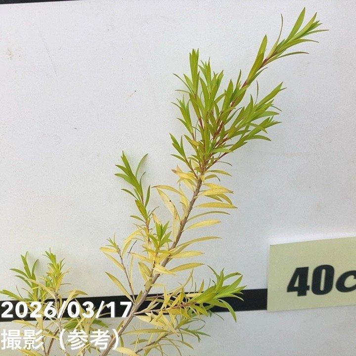 メラレウカ レボリューション ゴールド 5号 ※お届けに10日程度かかる