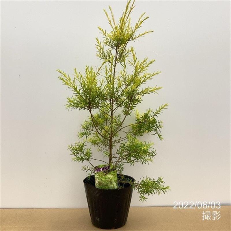 メラレウカ レボリューション ゴールド 5号 ※お届けに10日程度かかる