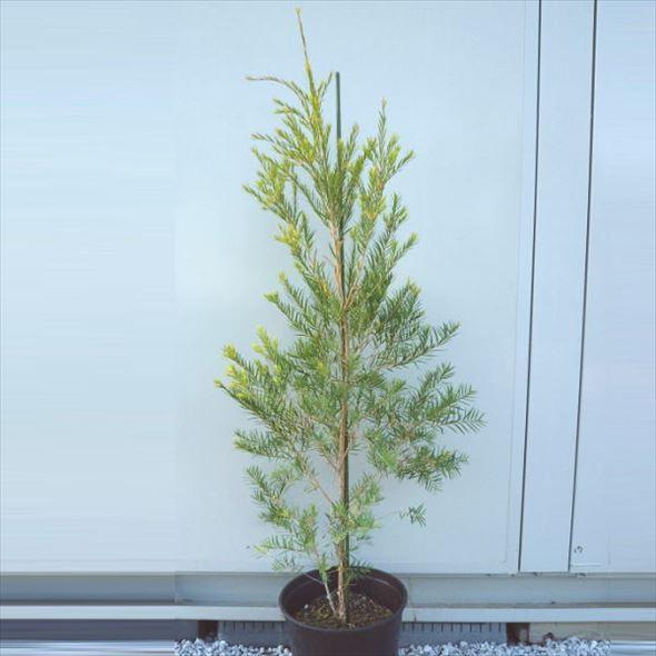 メラレウカ スノーインサマー 5号 ※お届けに10日程度かかる場合が