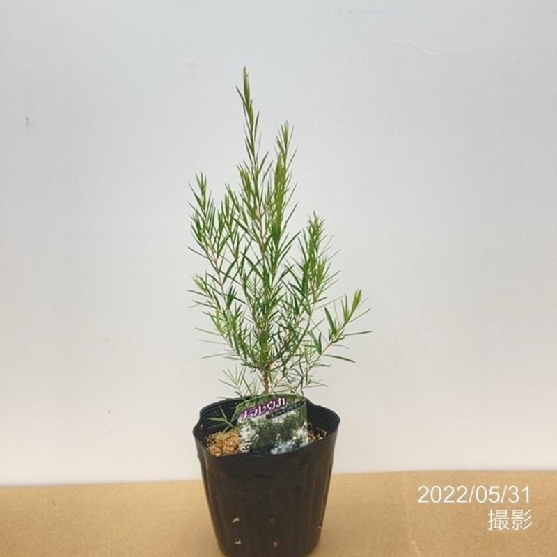 メラレウカ スノーインサマー 5号 ※お届けに10日程度かかる場合が