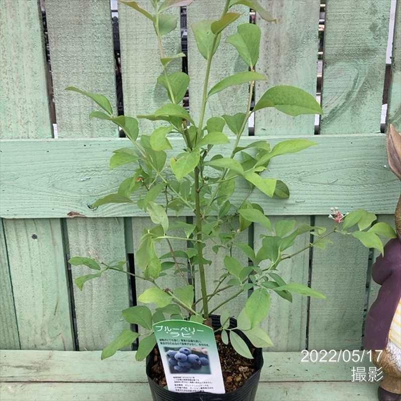 うのにもお得な 果樹 ブルーベリー ラビットアイ系 ラヒ R 5号 T01 Aynaelda Com