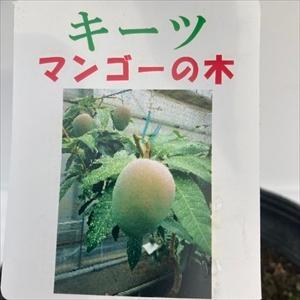 新作人気モデル 南国フルーツ マンゴー キーツ 5号 果樹 T01 海外規格 Cursosdigitales Lacosta Gob Ar