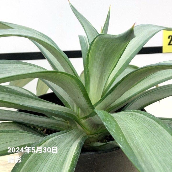 アガベ　デスメティアーナ クイックシルバー アガベ 8号 デスメティアーナ クイックシルバー｜s200｜観葉01