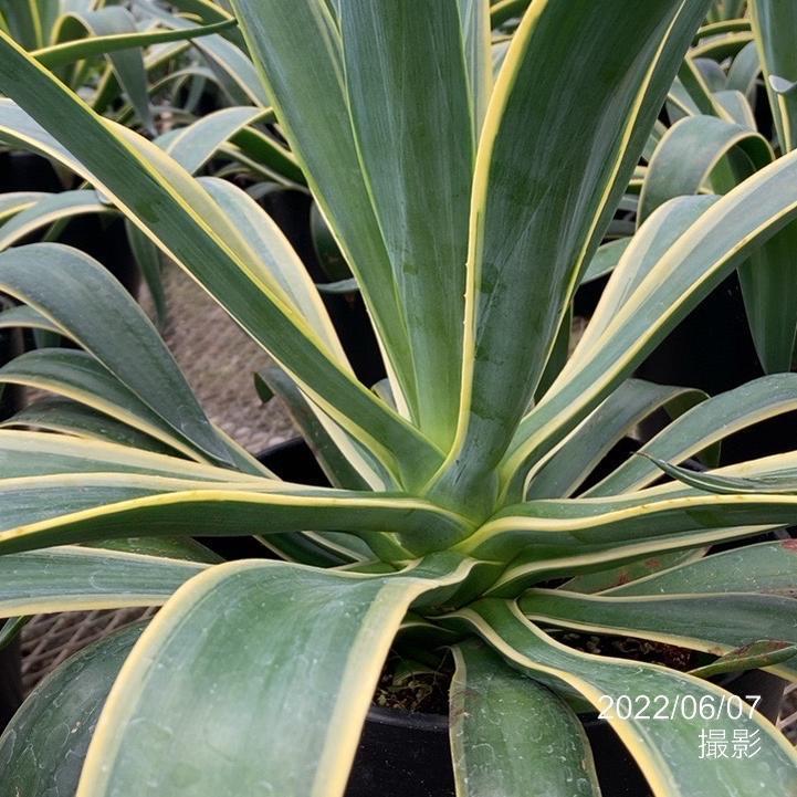 アガベ 8号 ベネズエラ｜観葉01-D1 : 赤塚植物園ヤフー店 - 通販