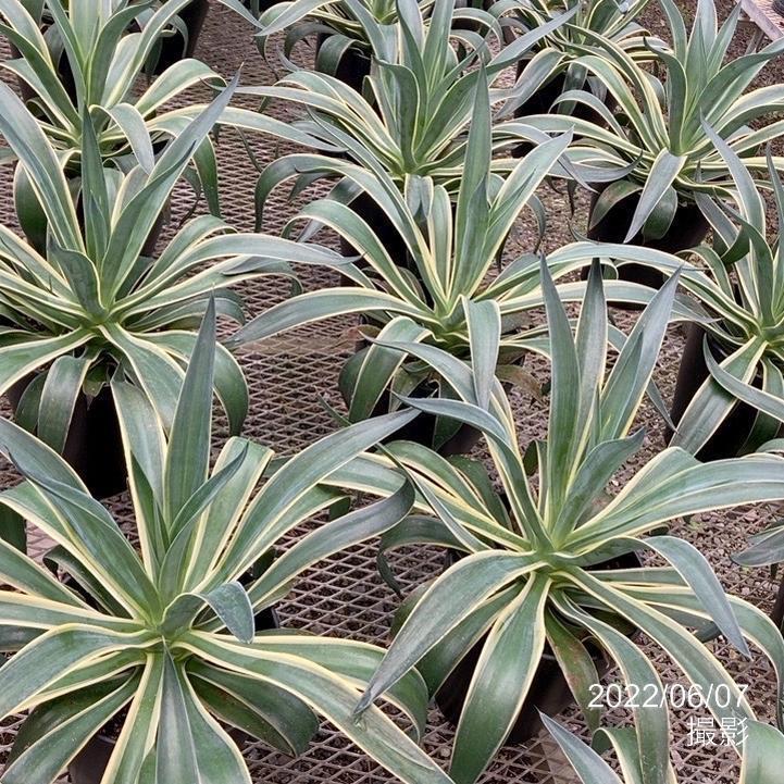 アガベ 8号 ベネズエラ｜観葉01-D1 : 赤塚植物園ヤフー店 - 通販