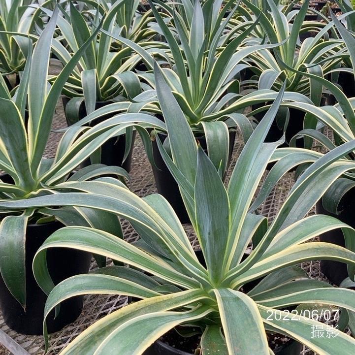 アガベ 8号 ベネズエラ｜観葉01-D1 : 赤塚植物園ヤフー店 - 通販