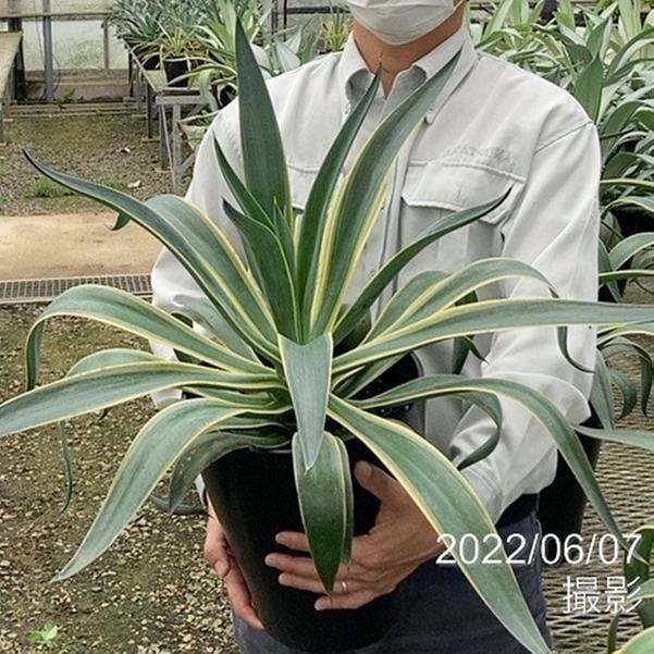 アガベ 8号 ベネズエラ｜観葉01-D1 : 赤塚植物園ヤフー店 - 通販