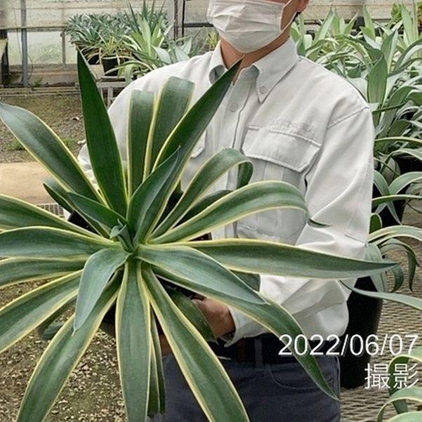 アガベ 8号 ベネズエラ｜観葉01-D1 : 赤塚植物園ヤフー店 - 通販