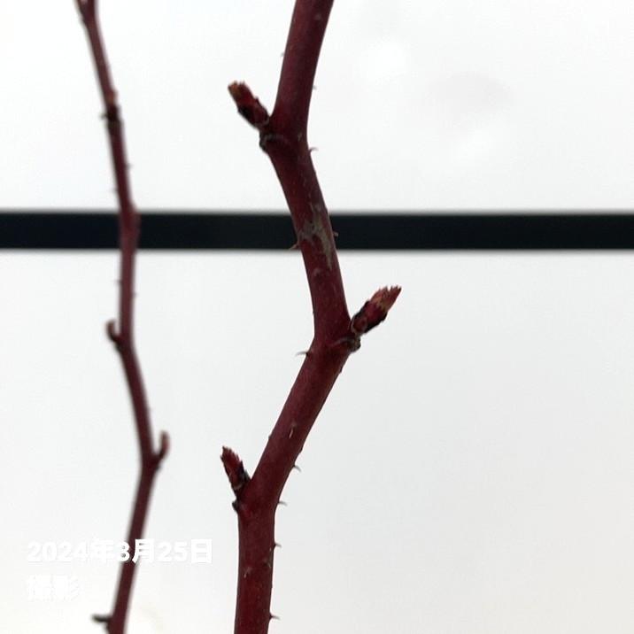 ウルトララズベリー超大王 （レッドドリーム） 6号 白鉢植え ｜果樹10-TU｜akatsukagarden｜04