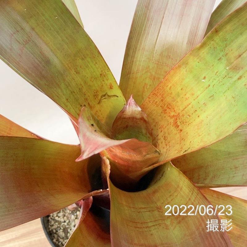 アルカンタレア インペリアリス ルブラ 特大 カフェ アルカンタレア インペリアリス 'ルブラ' Alcantarea imperialis