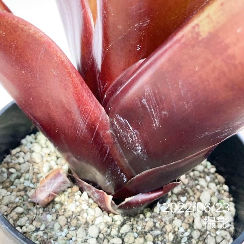アルカンタレア インペリアリス 'ルブラ' Alcantarea imperialis
