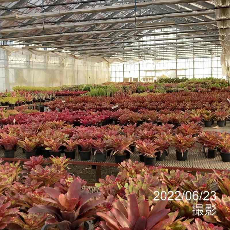 アルカンタレア インペリアリス 'ルブラ' Alcantarea imperialis