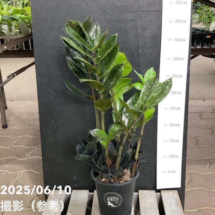 ザミオクルカス レイヴン 4号｜観葉04-PA : 赤塚植物園ヤフー店 - 通販 