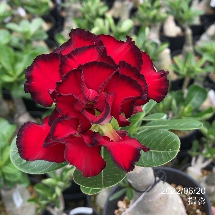 アデニウム オベスム Daeng Sap Charoen 4号 3 D01 塊根植物 砂漠のバラ 22年7月上旬以降出荷予定 2637 赤塚植物園ヤフー店 通販 Yahoo ショッピング