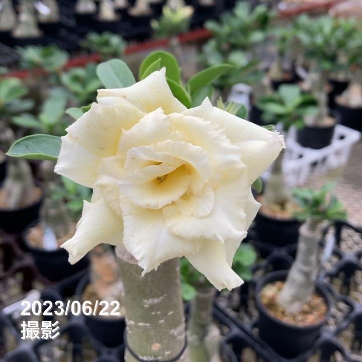 アデニウム オベスム Lueang 64 4号 7 D01 塊根植物 砂漠のバラ 22年7月上旬以降出荷予定 2641 赤塚植物園ヤフー店 通販 Yahoo ショッピング