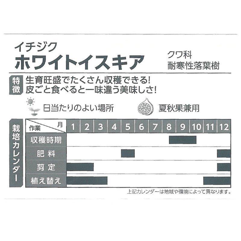 予約】充実株 イシヅキ農園さん イチジク ドーフィン 一文字仕立て