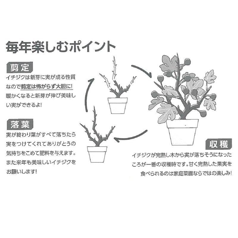 実付き>イチジク ドーフィン 一文字仕立てプランター|果樹10 実付き>イチジク ドーフィン 一文字仕立てプランター|果樹10