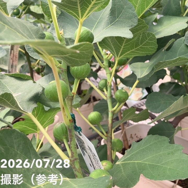 決算P10倍！8/2まで】充実株 イシヅキ農園さん イチジク ホワイト