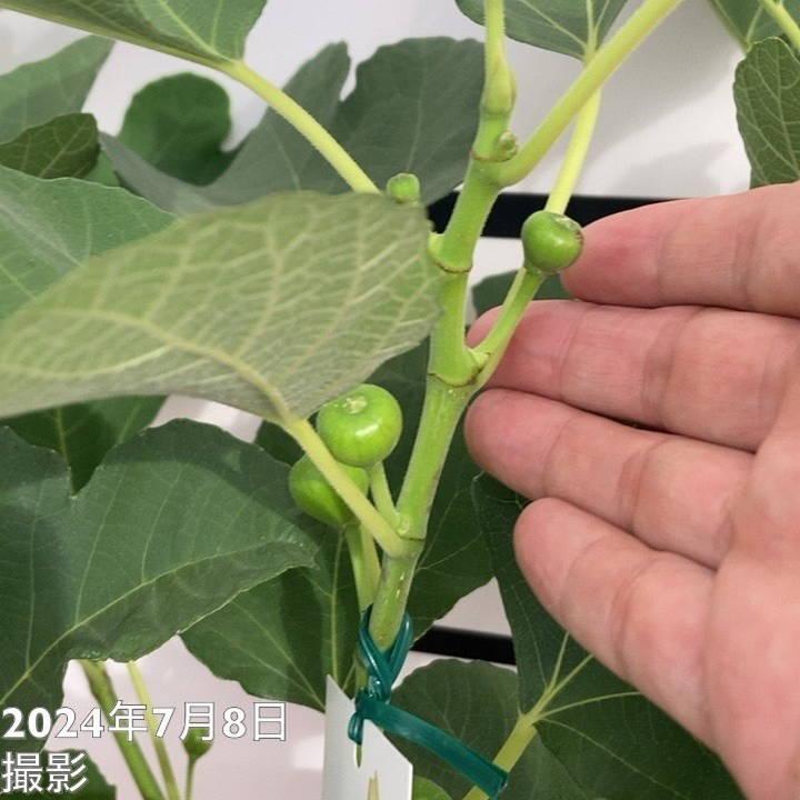 予約】充実株 イシヅキ農園さん イチジク ホワイトイスキア 一文字