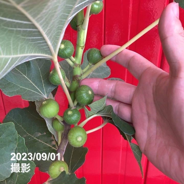 予約】充実株 イシヅキ農園さん イチジク ホワイトイスキア 一文字