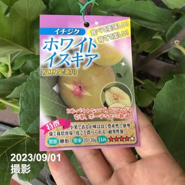 65周年記念P11倍】【予約】充実株 イシヅキ農園さん イチジク ホワイト