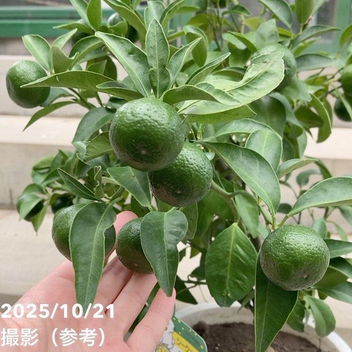 実付き柑橘＞シークワーサー 7号｜柑橘｜果樹10-TU : 赤塚植物園ヤフー