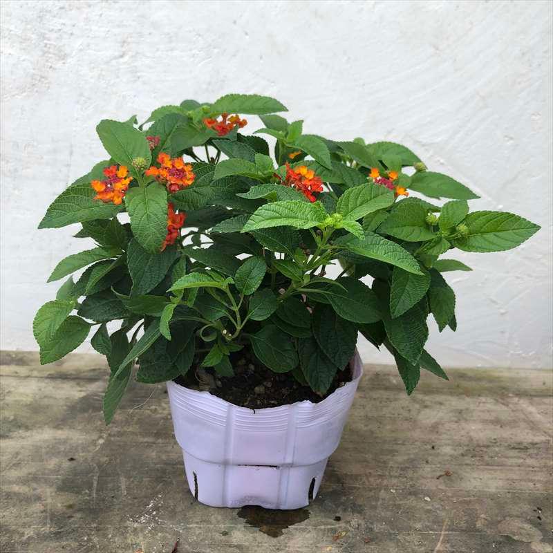 PW スーパーランタナ レインボーオレンジ 3.5号×3株セット 花芽付き苗