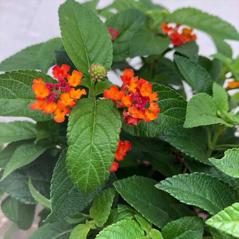 PW スーパーランタナ レインボーオレンジ 3.5号×3株セット 花芽付き苗