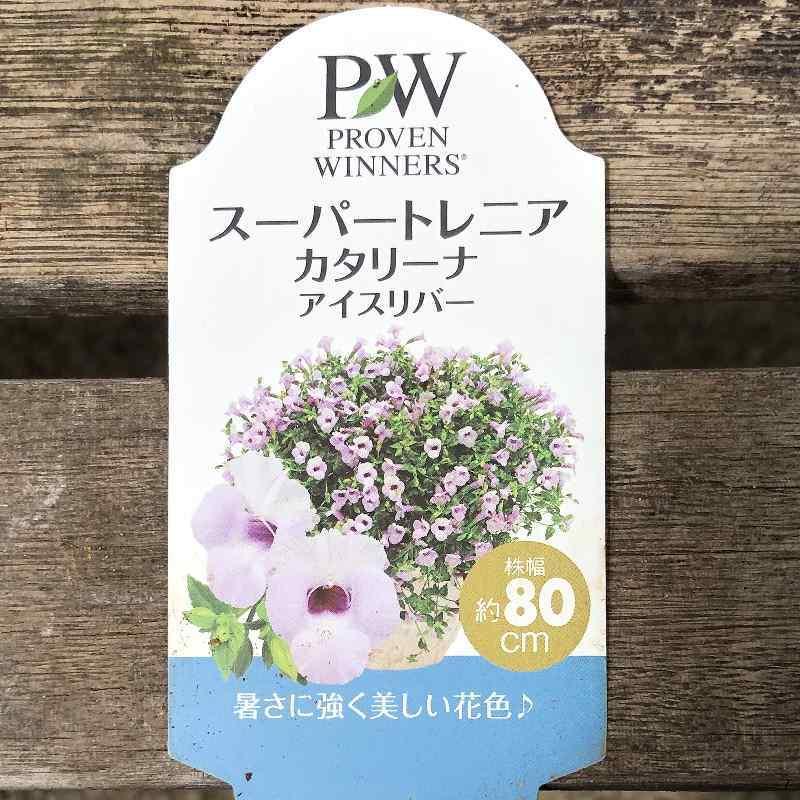 PW スーパートレニア カタリーナ アイスリバー 3〜3.5号×3株セット PVP
