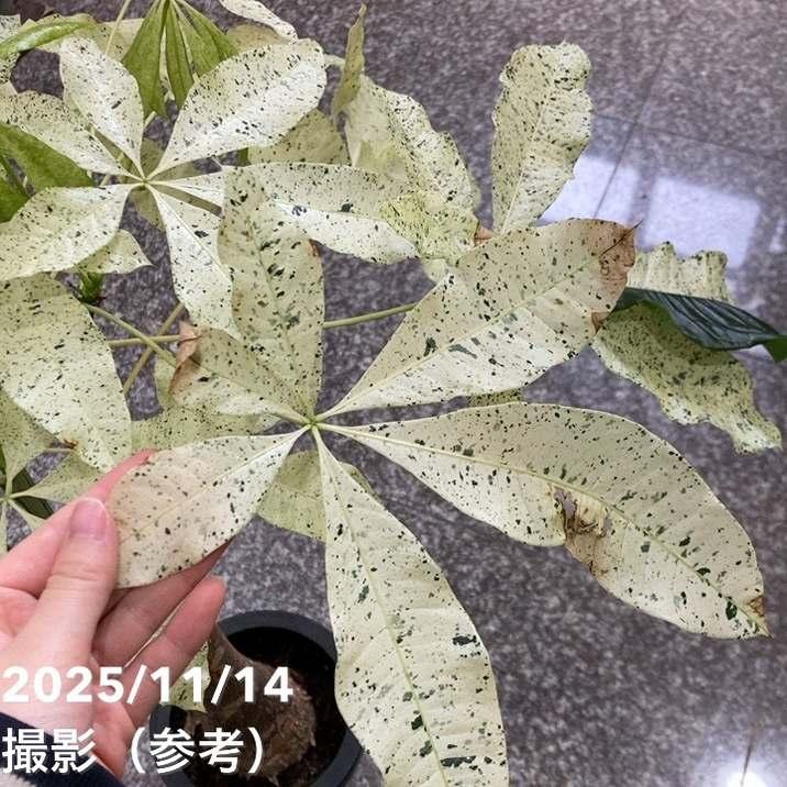 斑入りパキラ ミルキーウェイ 6号｜観葉04-PA : 赤塚植物園ヤフー店